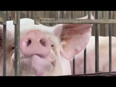 Giải pháp làm mát và thông gió chuồng trại chăn nuôi